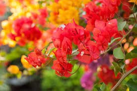 گل کاغذی (Bougainvillea)