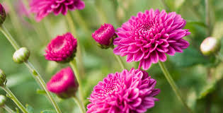 گل داوودی (Chrysanthemum)