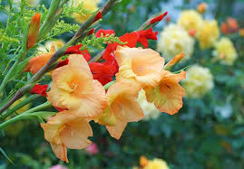 گل گلایول (Gladiolus)