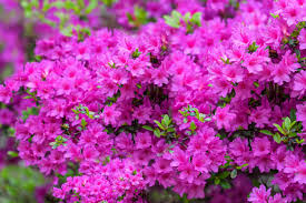 Azalea