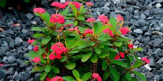 گل مرجان (Euphorbia milii)