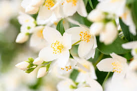 گل یاس (Jasmine)