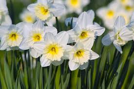 گل نرگس (Narcissus)
