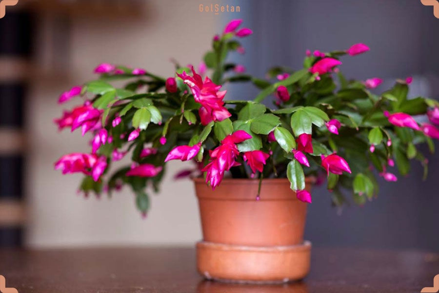 کاکتوس کریسمس