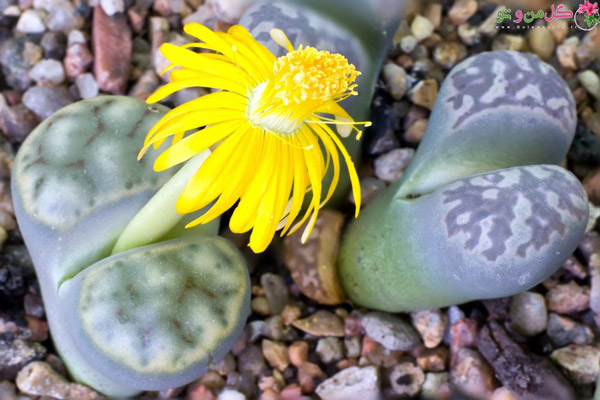 Lithops